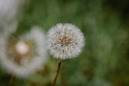 Dandelion flower on blurred green backgroundの写真素材