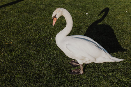 White swan on green grass backgroundの写真素材