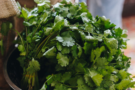 Close up of fresh parsley and cilantro on wooden table
