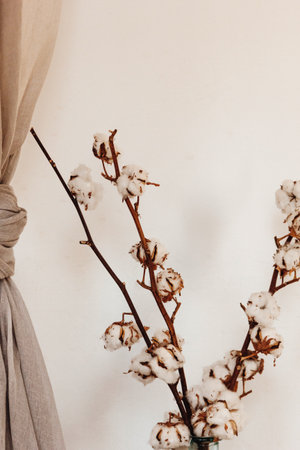 Cotton plant flowers branch on white wall backgroundの写真素材