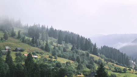 Landscape with fir forest in The Carpathians, Ukraine