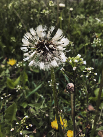 Dandelion flower on blurred green background