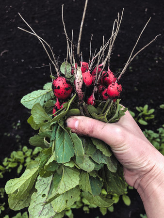 Woman hand holding bunch of freshly picked radishの写真素材