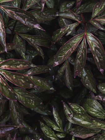 Beautiful green peony leaves with rain dropsの写真素材