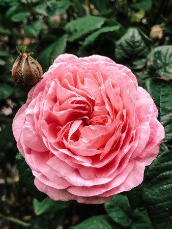Close up of fresh pink rose flowerの写真素材