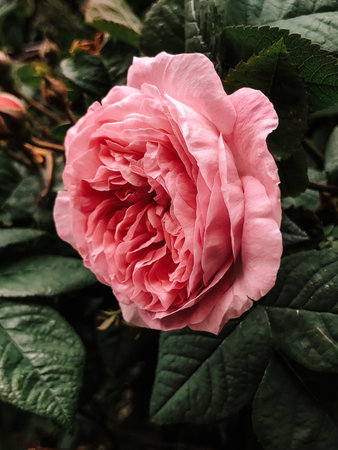 Close up of fresh pink rose flowerの写真素材
