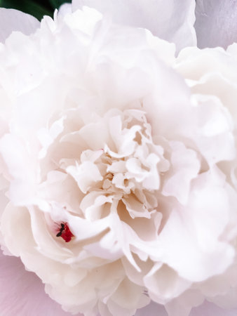 Close up of fresh white peony flowerの写真素材