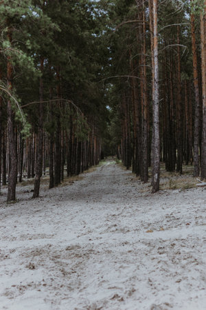 Row of pine trees in the forestの写真素材
