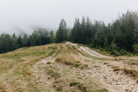 Picturesque landscape with path through the pine forest in The Carpathians, Ukraineの写真素材
