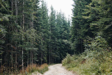 Picturesque landscape with path through the pine forest in The Carpathians, Ukraineの写真素材