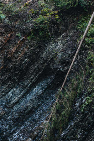 Dark rock texture with pine treeの写真素材