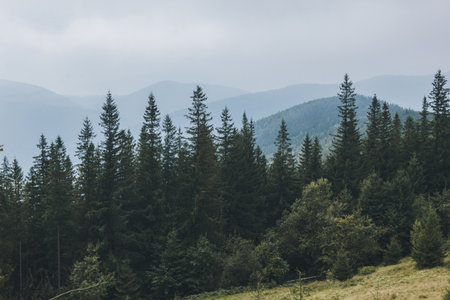 Picturesque landscape with fir forest in The Carpathians, Ukraineの写真素材