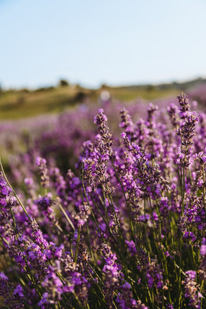 Close up of violet lavender fieldの写真素材