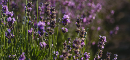 Close up of violet lavender fieldの写真素材