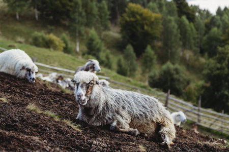 Portrait of a sheep in a meadowの写真素材