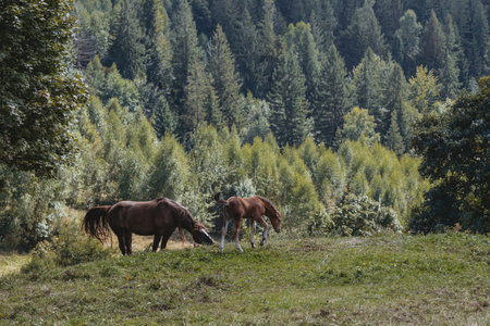Brown Foal with his mother horse at the pasture in the mountainsの写真素材
