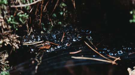 Spider web with rain drops in a hollow tree in the forest