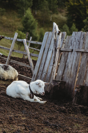 Portrait of a white goat in a meadowの写真素材