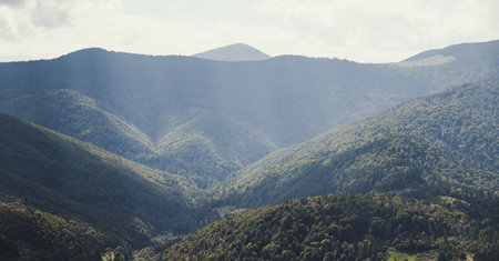 Picturesque landscape with fir forest in The Carpathians, Ukraine
