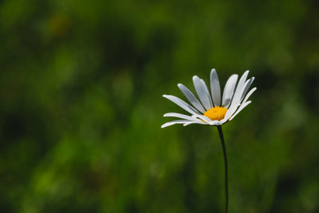 Blooming chamomile on blurred green natural backgroundの写真素材