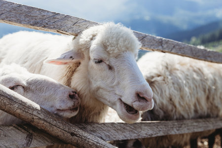 Close up portrait of a sheep in a meadowの写真素材