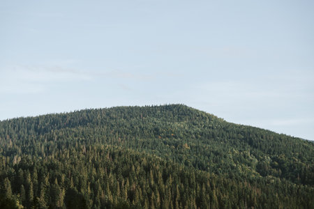 Picturesque landscape with fir forest in The Carpathians, Ukraineの写真素材