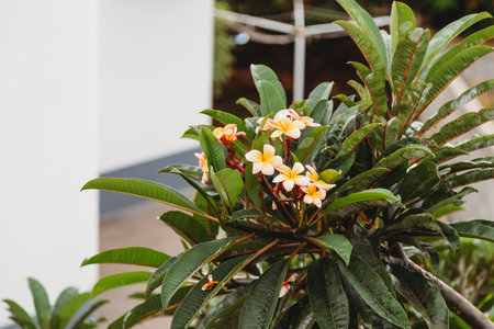 Pink and yellow Plumeria flowers on the treeの写真素材