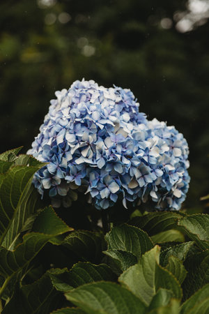 Close up detail of hydrangea flowerの写真素材