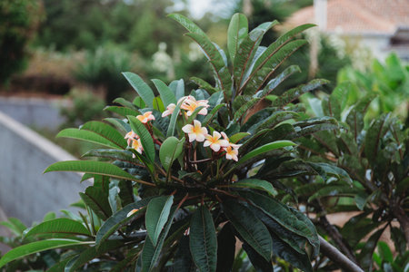 Pink and yellow Plumeria flowers on the treeの写真素材