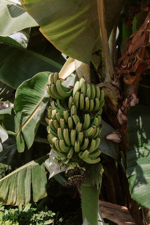 Bunch of green bananas growing on tree on Madeira Island, Portugalの写真素材