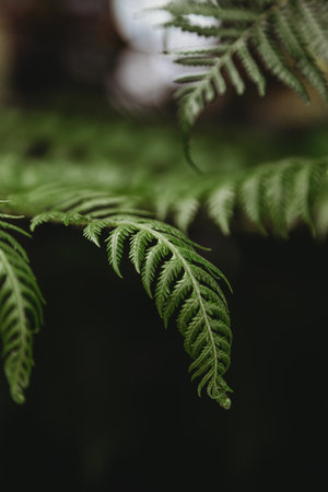 Beautiful fresh green fern leafの写真素材