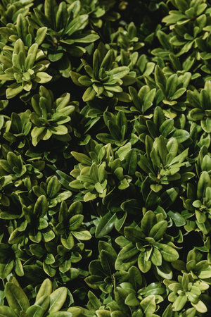 Beautiful fresh green leaves backgroundの写真素材