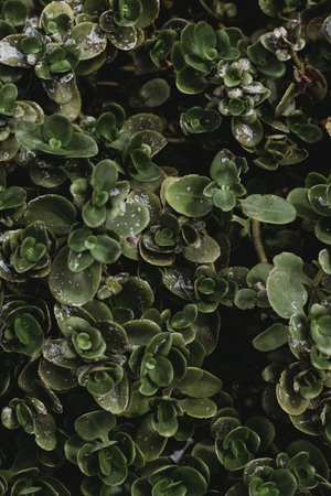 Beautiful fresh green leaves backgroundの写真素材