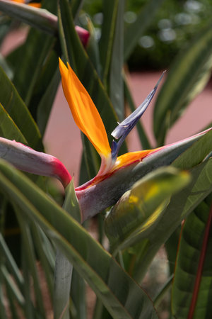 Strelitzia reginae or Bird of Paradise flower, the national emblem of Madeira, Portugalの写真素材