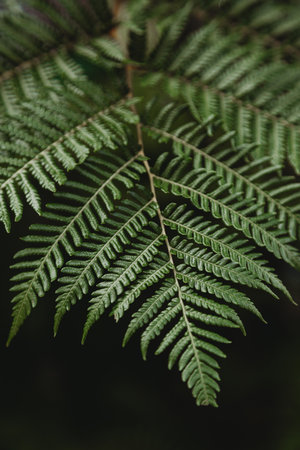 Beautiful fresh green fern leafの写真素材