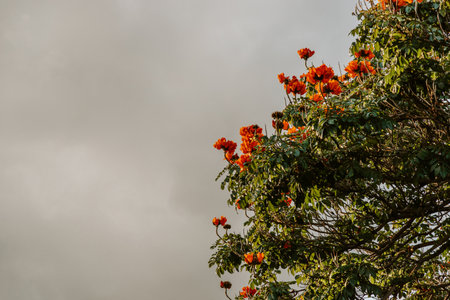 Red Hibiscus flowers on the tree on Madeira Island, Portugalの写真素材