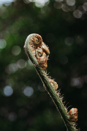 Fresh young fern plant in the forestの写真素材