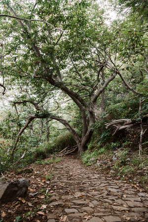 Stone path in the park with treesの写真素材