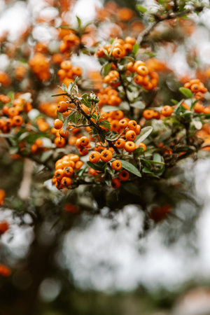 Pyracantha coccinea yellow, the scarlet firethorn. Closeup of fruit on branch. Madeira, Portugalの写真素材