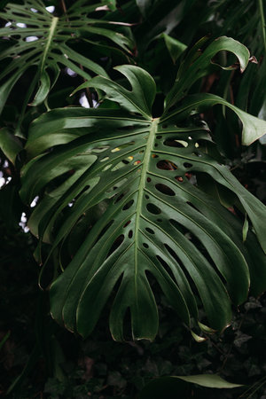 Tropical jungle green leaves background, Monstera Deliciosa leafの写真素材