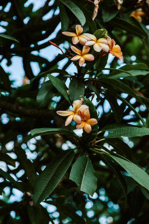Pink and yellow Plumeria flowers on the treeの写真素材
