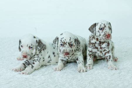 dalmatians puppyの写真素材