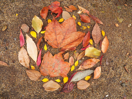 two larger leaves surrounded by smaller leavesの写真素材