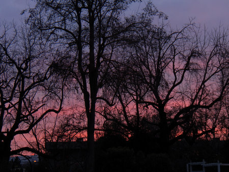 bluish grove of sunset treesの写真素材
