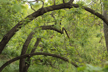 arc-shaped tree in forestの写真素材