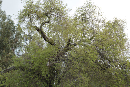 high branches of an oak treeの写真素材