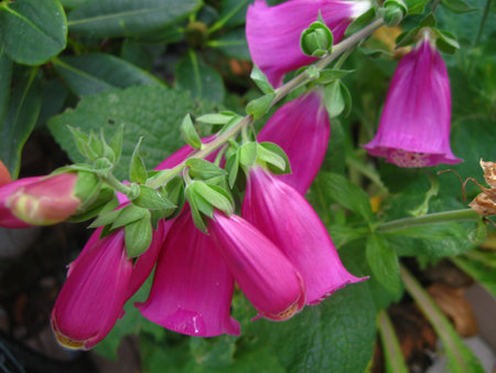 close up of purple flowers in gardenの写真素材