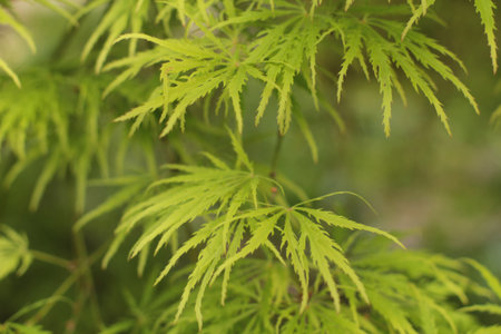close up detail of pale green Japanese maple leavesの写真素材