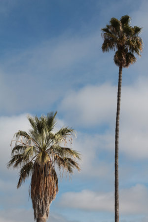 odd pair of palm trees against clouded skyの写真素材