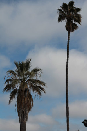 two palm trees against cloudy blue skyの写真素材